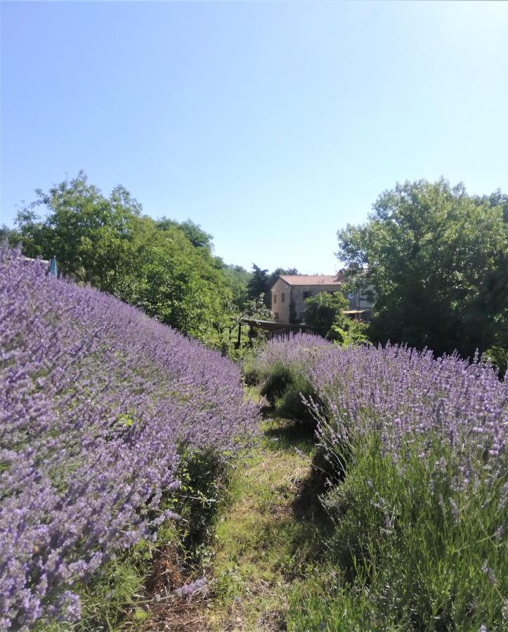 Le Ginestre Apartments Assisi Kültér fotó