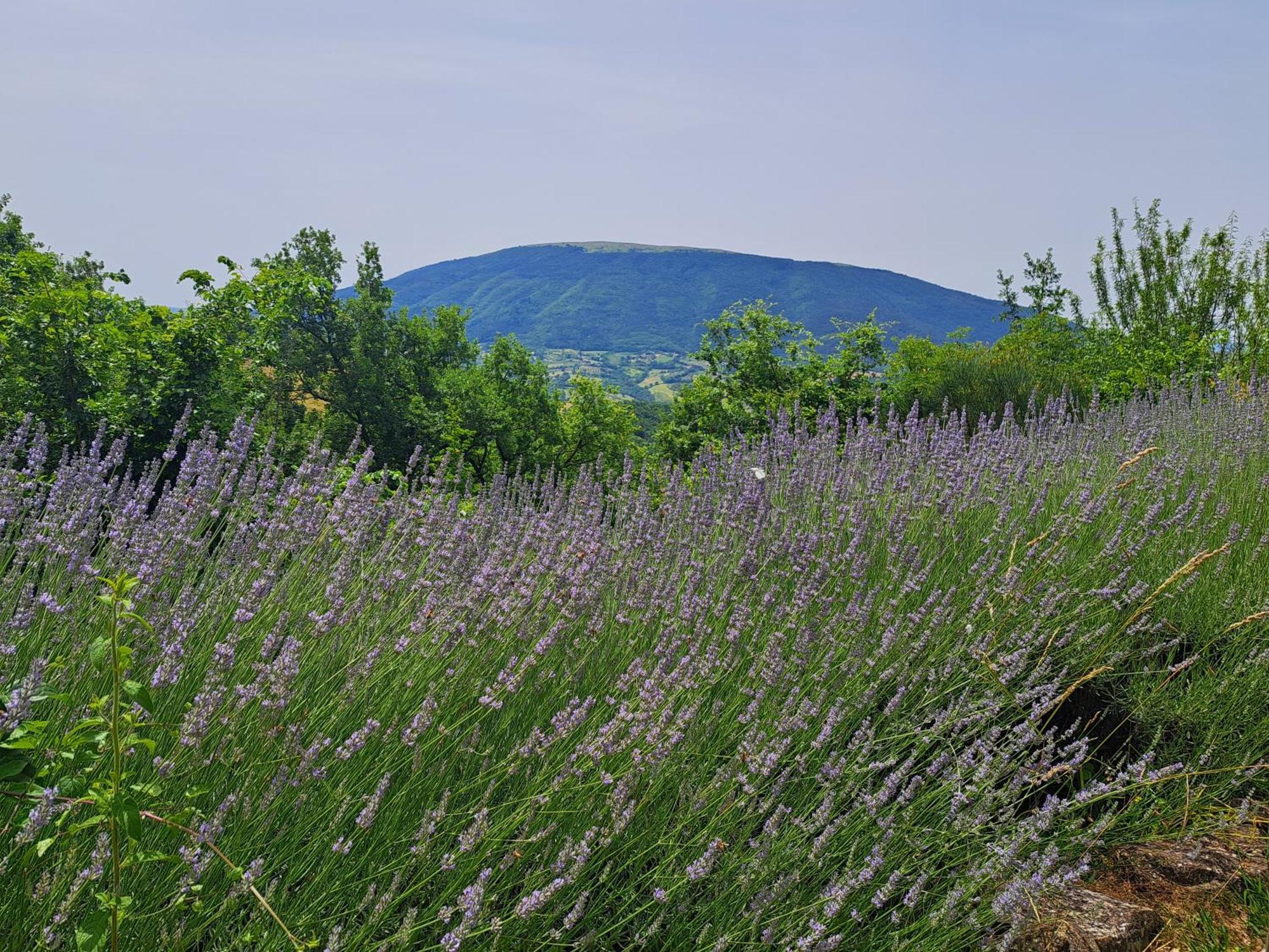 Le Ginestre Apartments Assisi Kültér fotó