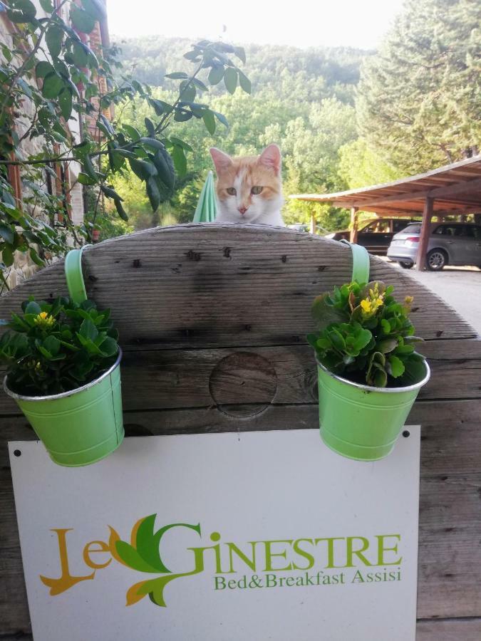 Le Ginestre Apartments Assisi Kültér fotó